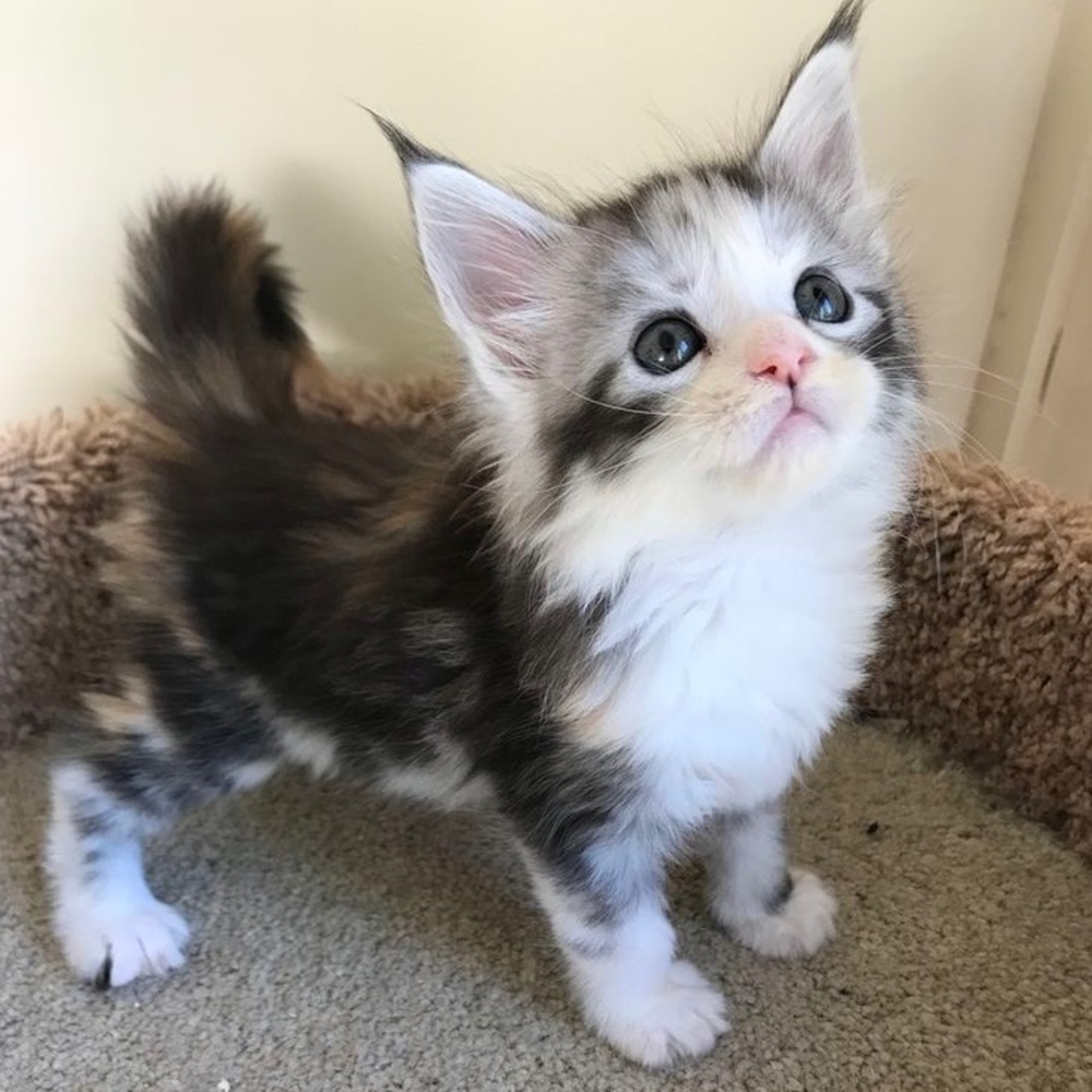 Marybeth Bundle - image 1